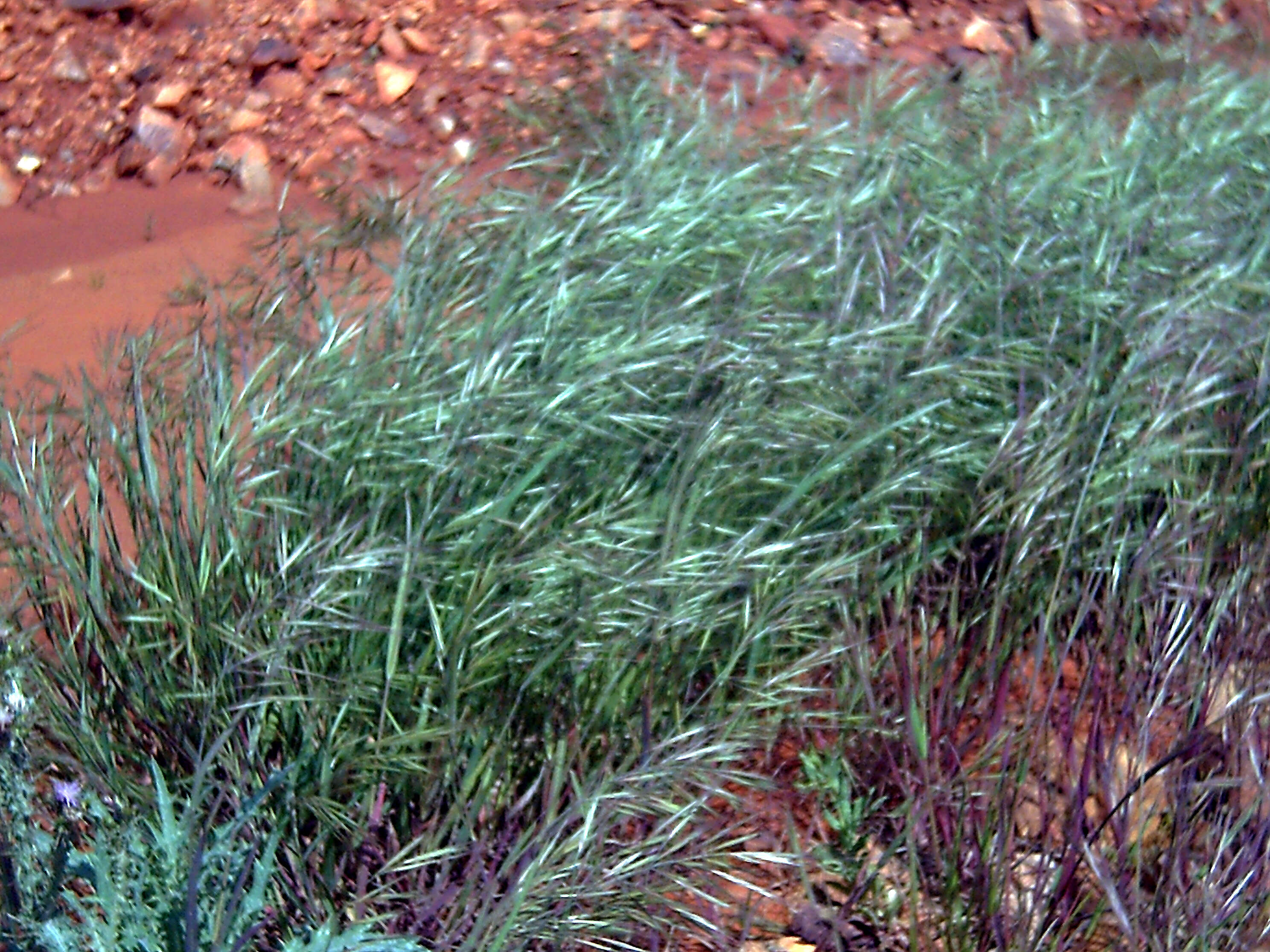 Image of compact brome