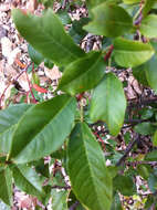 Imagem de Prunus virginiana var. melanocarpa (A. Nels.) Taylor & Mac Bryde