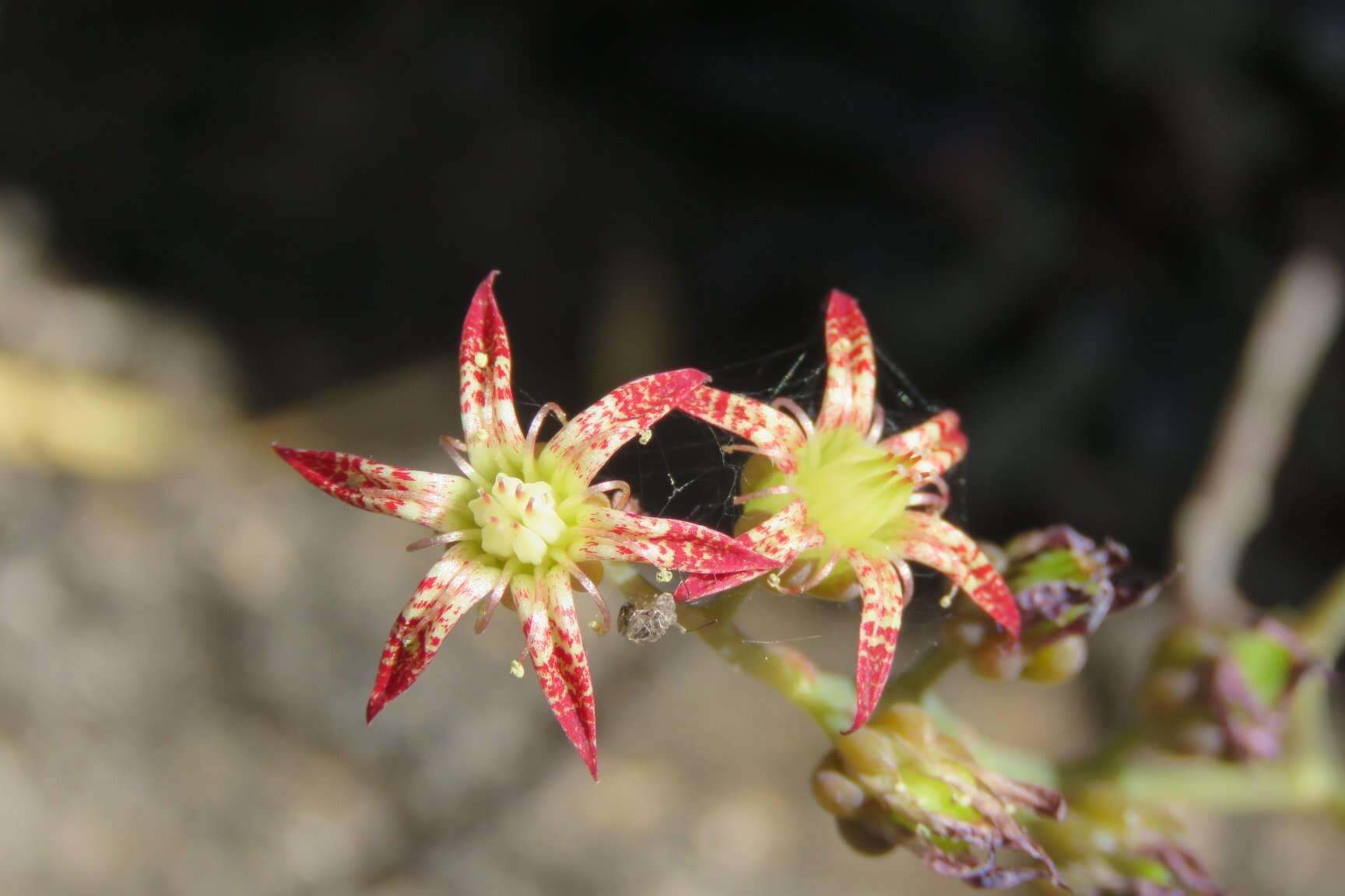 Image of San Francisco River leatherpetal