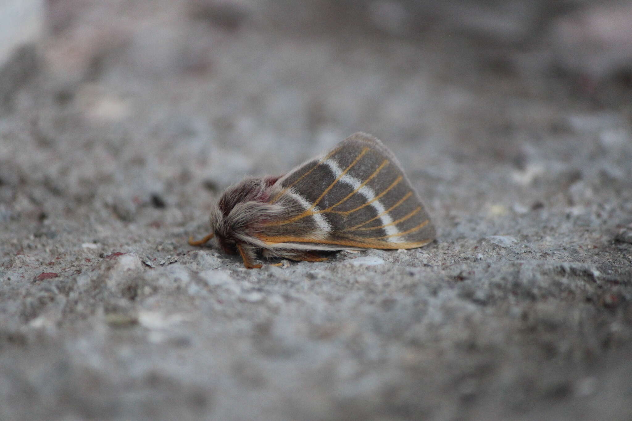 Imagem de Hemileuca rubridorsa Felder, C., Felder & R. 1874