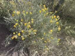 Image of Ericameria nauseosa var. hololeuca (A. Gray) G. L. Nesom & G. I. Baird