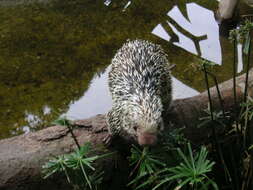 Image of Andean porcupine