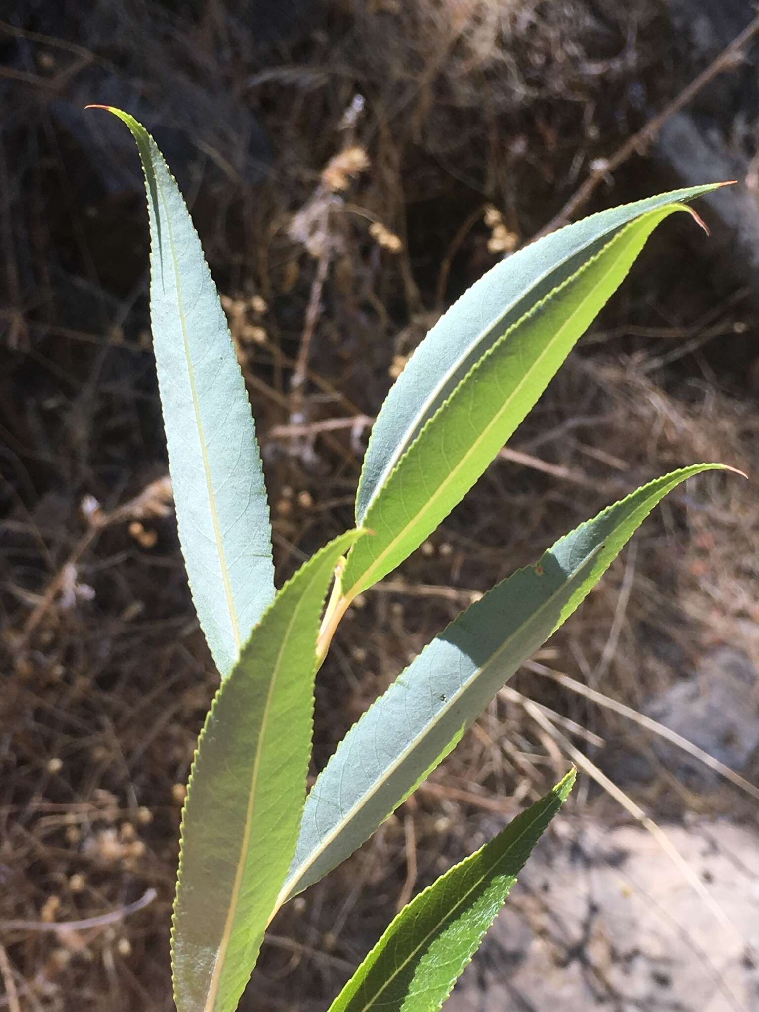 Sivun Salix lucida subsp. lasiandra (Benth.) G. W. Argus kuva