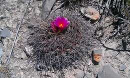 Image of Thelocactus buekii (Klein bis) Britton & Rose