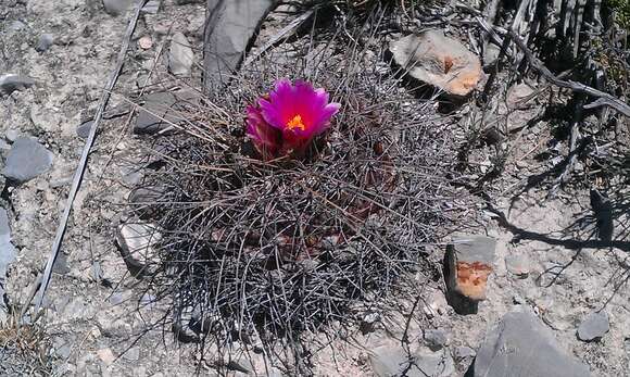 Image of Thelocactus buekii (Klein bis) Britton & Rose