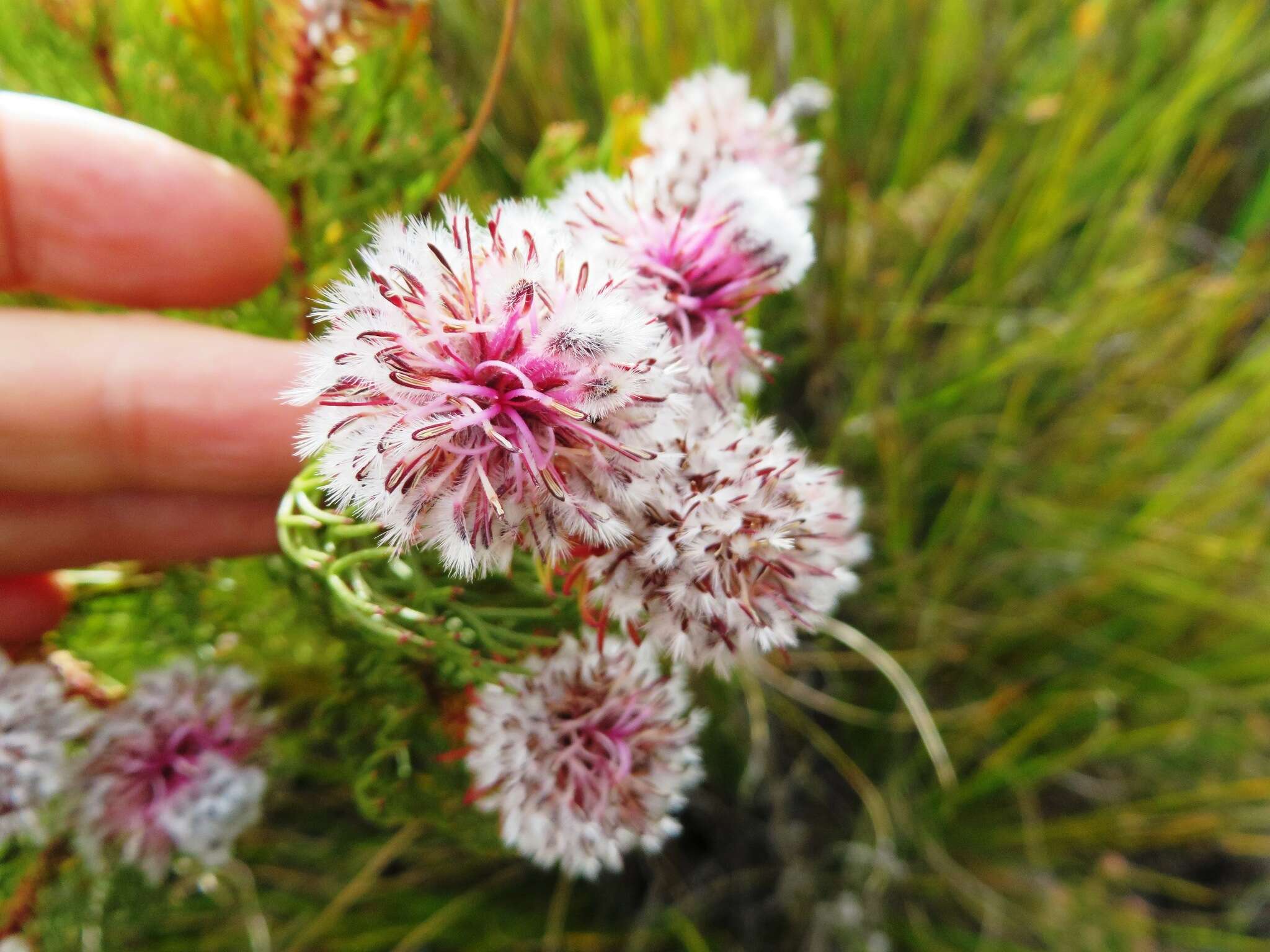 Imagem de Serruria phylicoides (Berg.) R. Br.