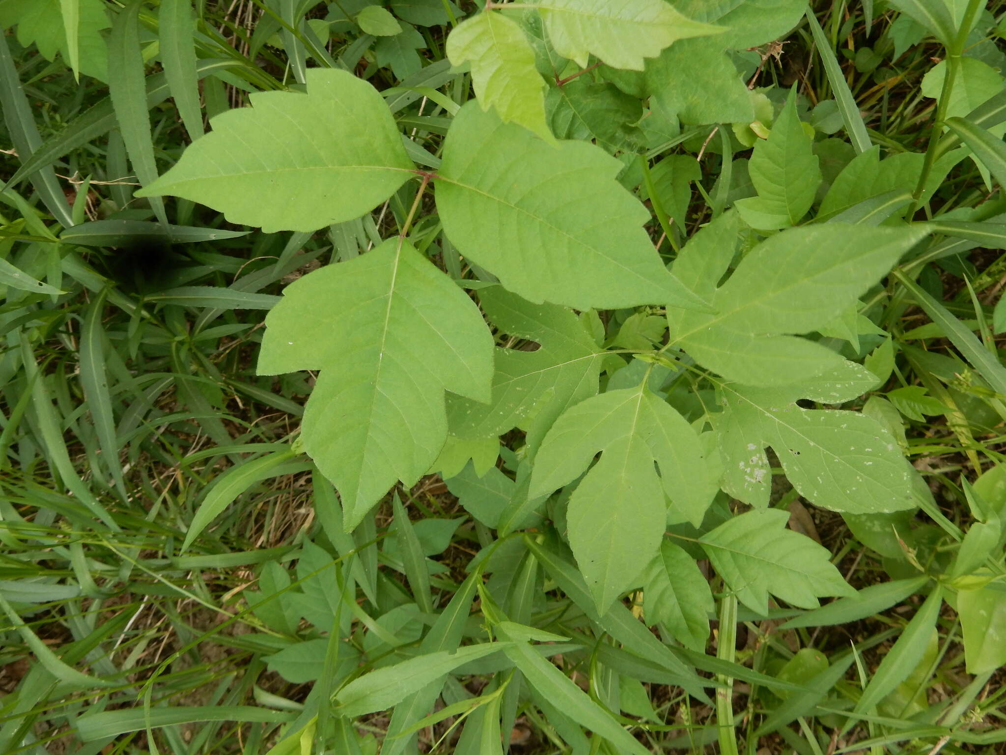 Image of eastern poison ivy