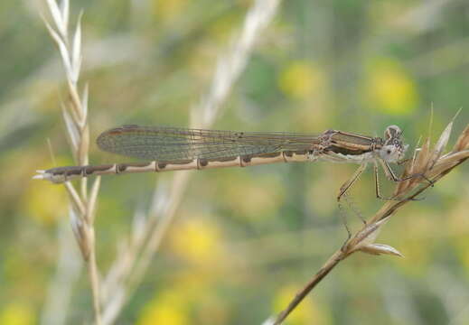 Image of Common Winter Damsel