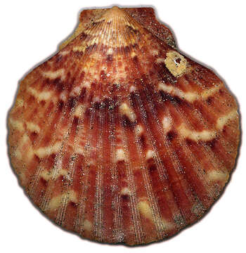 Image of queen scallop