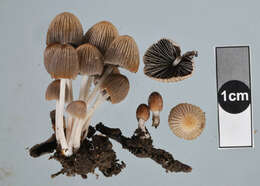 Image of Coprinellus plagioporus (Romagn.) Redhead, Vilgalys & Moncalvo 2001