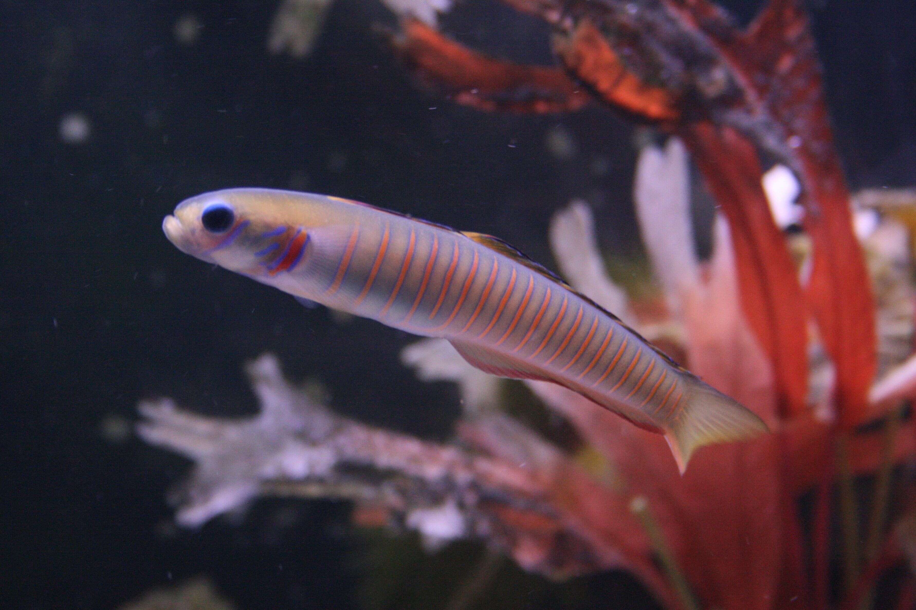 Image of Chinese zebra goby