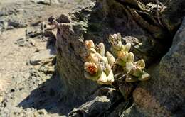 Image of Juttadinteria deserticola (Marloth) Schwant.