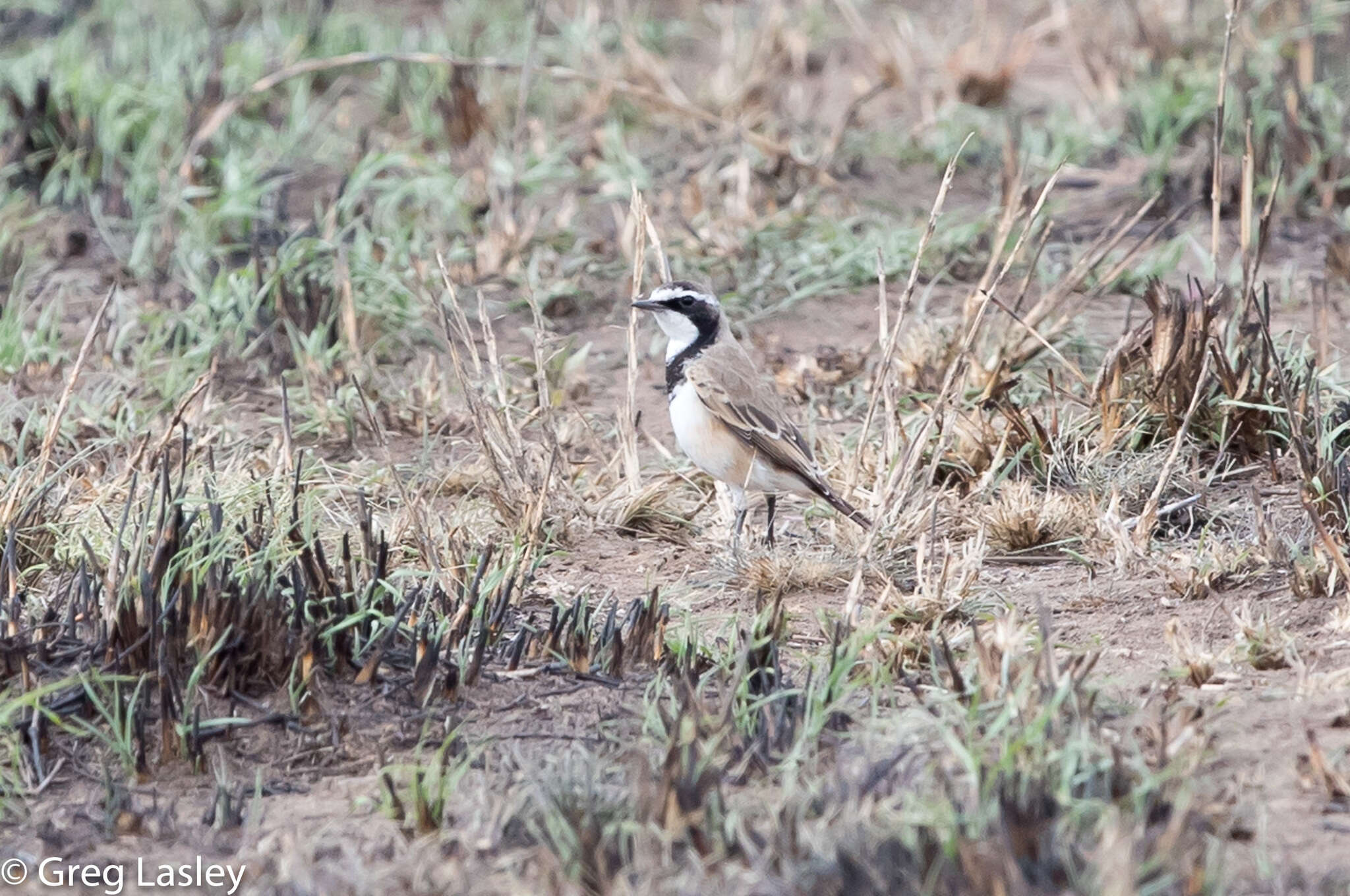 Image of Capped Wheatear