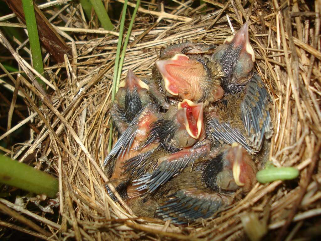 Image of Marsh Warbler