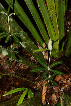 Imagem de Biophytum aeschynomenifolia Guillaumin