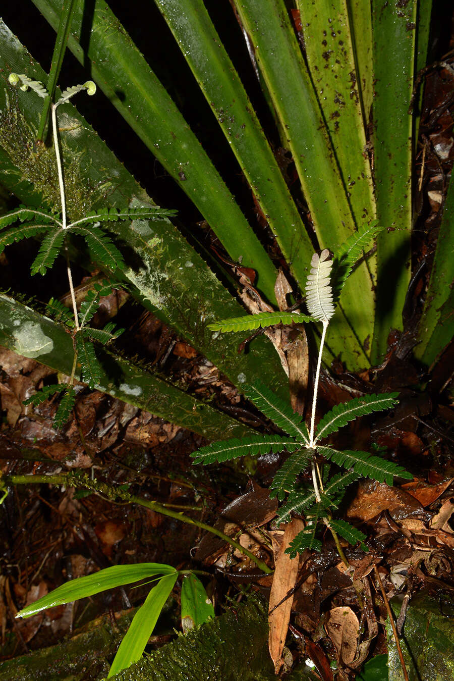 Imagem de Biophytum aeschynomenifolia Guillaumin