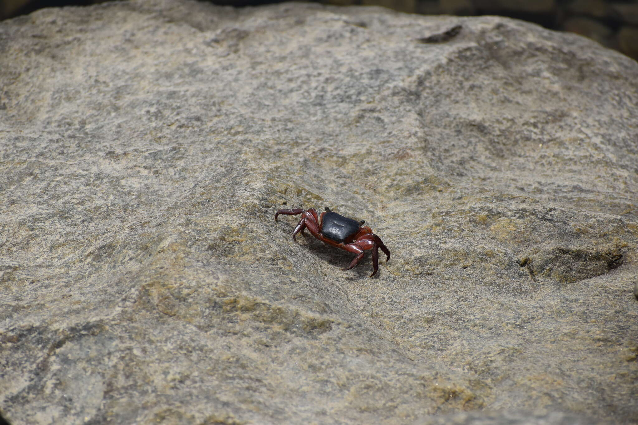 Metopograpsus latifrons (White 1847)的圖片