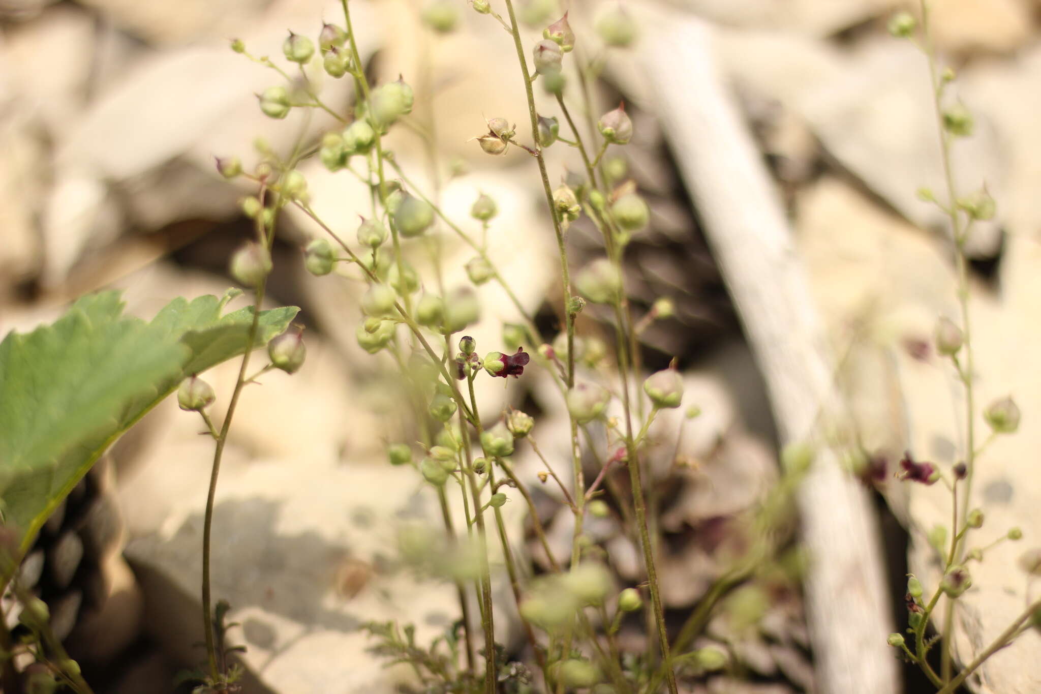 Image of Scrophularia exilis Popl.