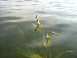 Image of Shining Pondweed