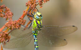 Image of Blue Hawker