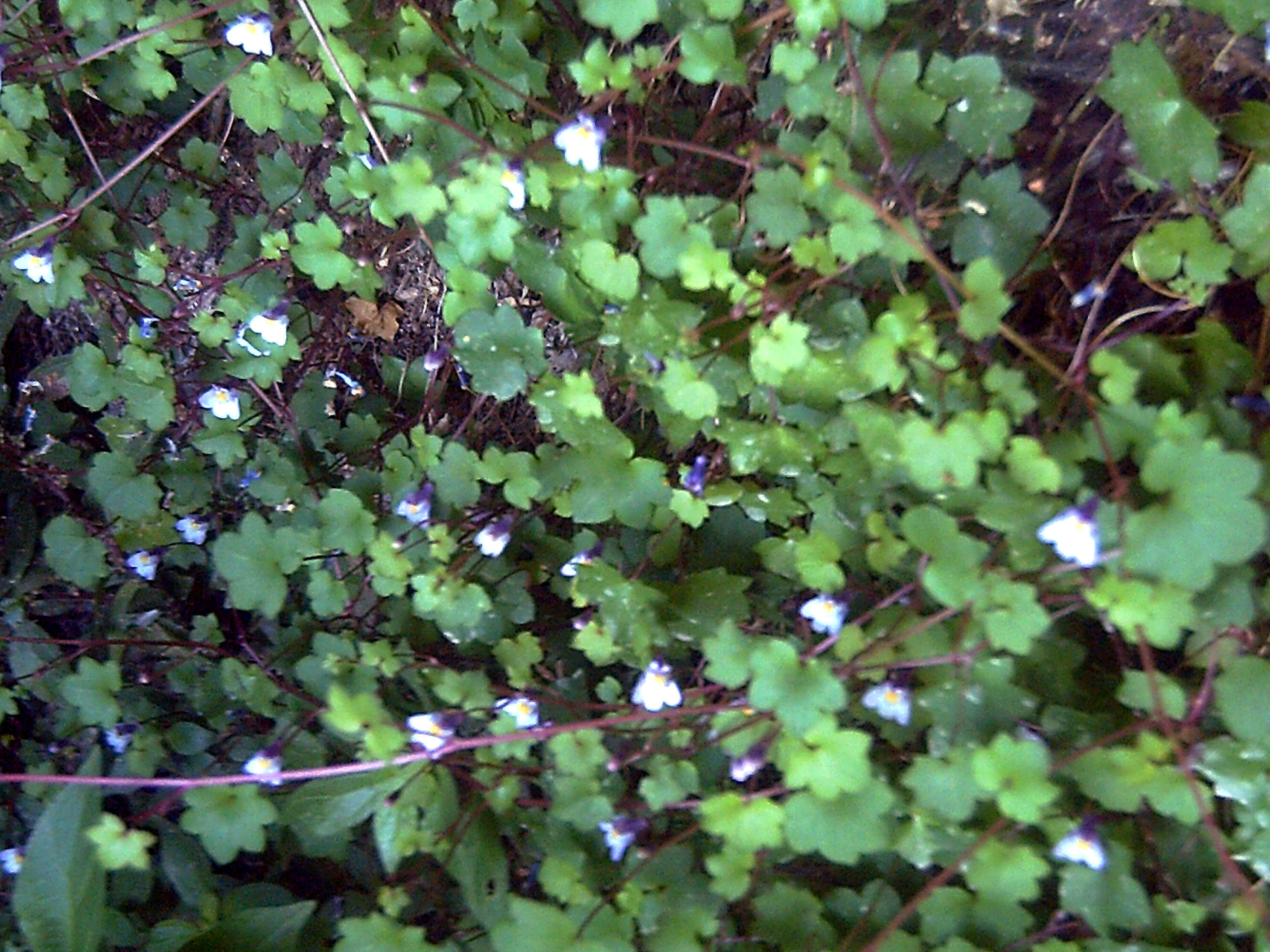 Image of Ivy-leaved Toadflax