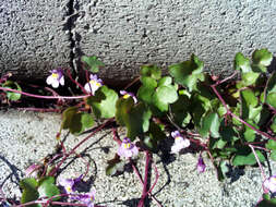 Image of Ivy-leaved Toadflax