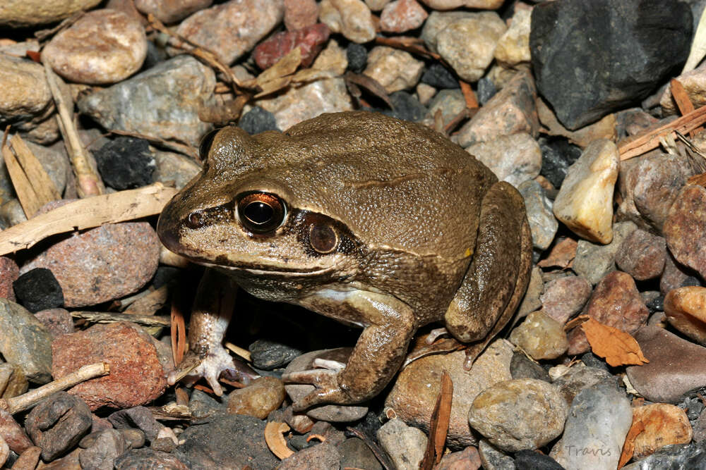 Image of Giant Frog