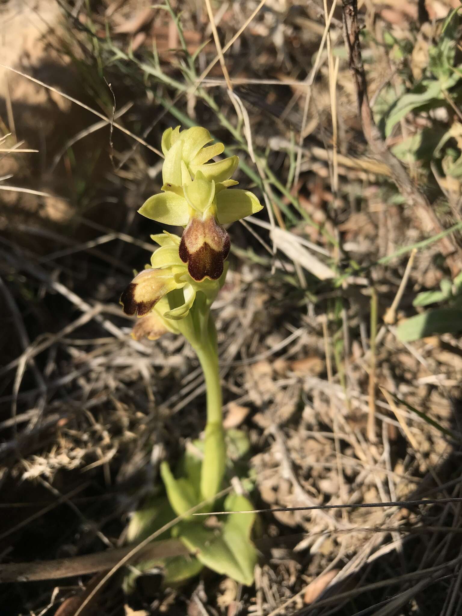 Image of Dark bee orchid