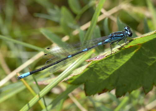 Image of Variable Bluet