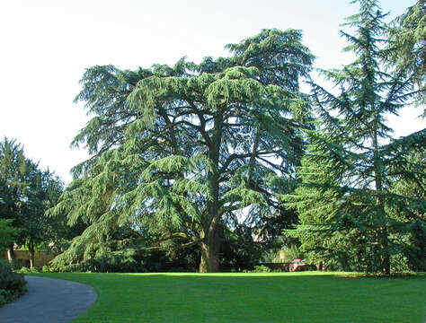 Image of Cedar of Lebanon