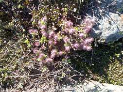 Image de Salix uva-ursi Pursh