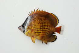 Image of Golden Butterflyfish