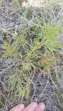 Image of Pulsatilla patens subsp. nuttalliana (DC.) Grey-Wilson