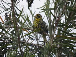 Image of Yellow-breasted Greenfinch