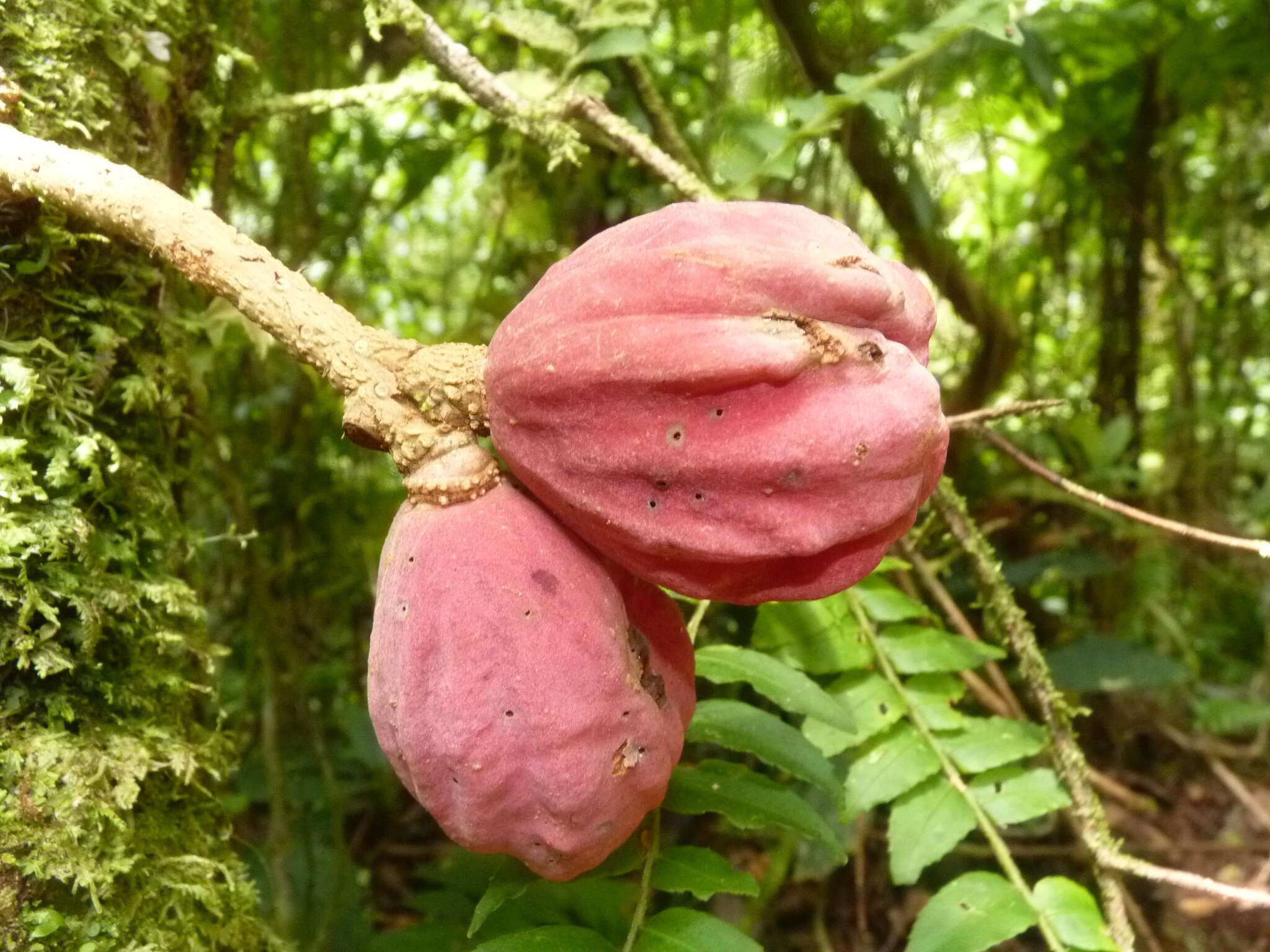 Image of Guarea rhopalocarpa Radlk.