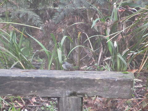 Image of Grey Fantail