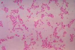 Image of Bacteroides fragilis