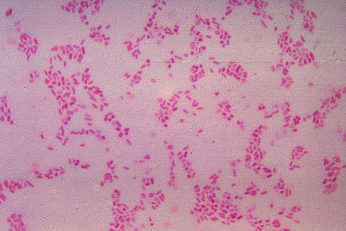 Image of Bacteroides fragilis