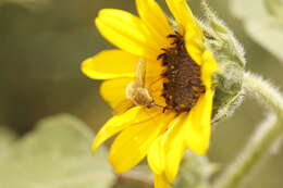 Image of grasshopper bee fly