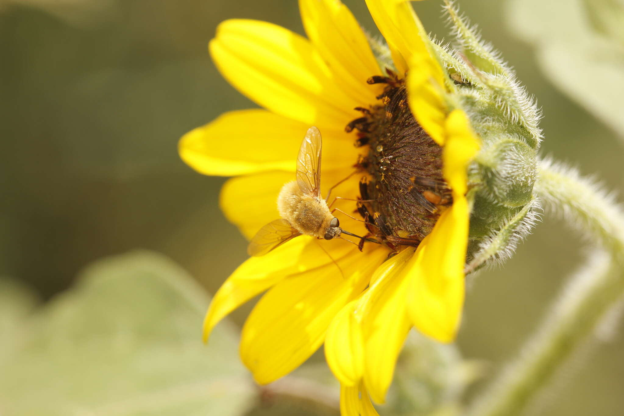 Image of Systoechus vulgaris Loew 1863