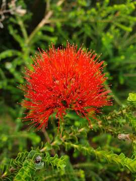 Image of Melaleuca aestiva (K. J. Brooks) Craven & R. D. Edwards