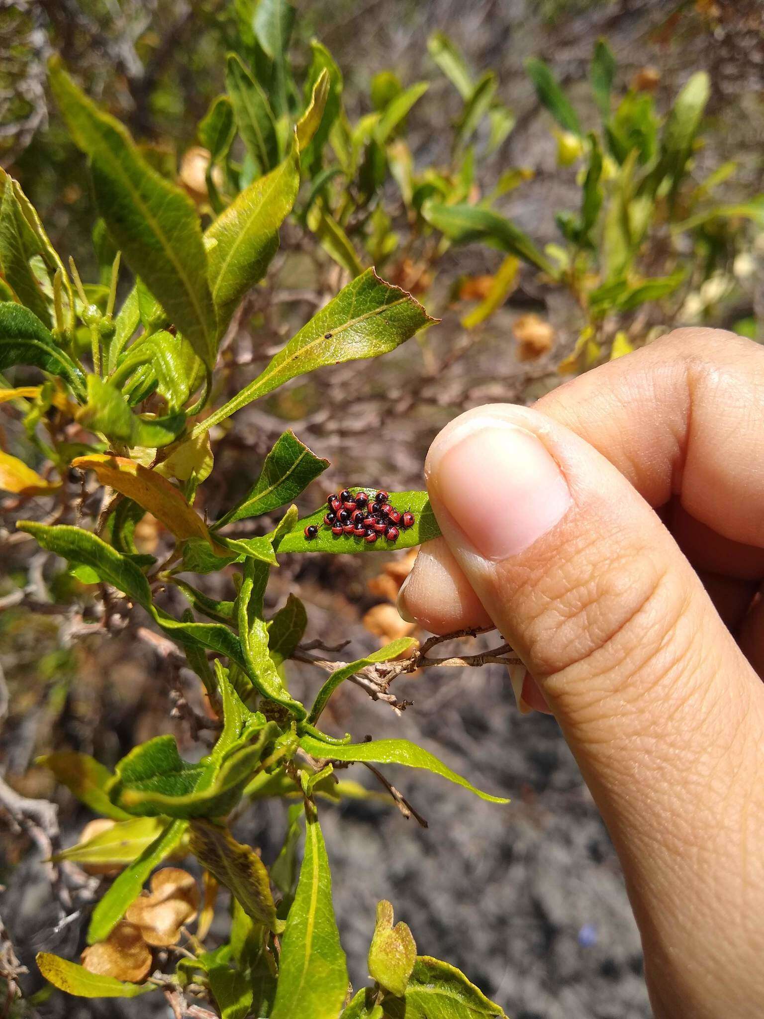 صورة Coleotichus blackburniae White 1881