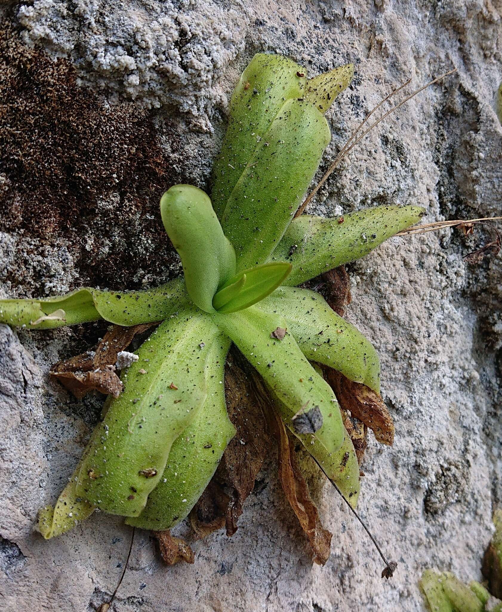 Image of Pinguicula casperiana