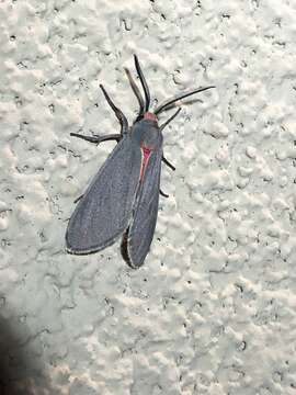 Image of Mousey Tiger Moth