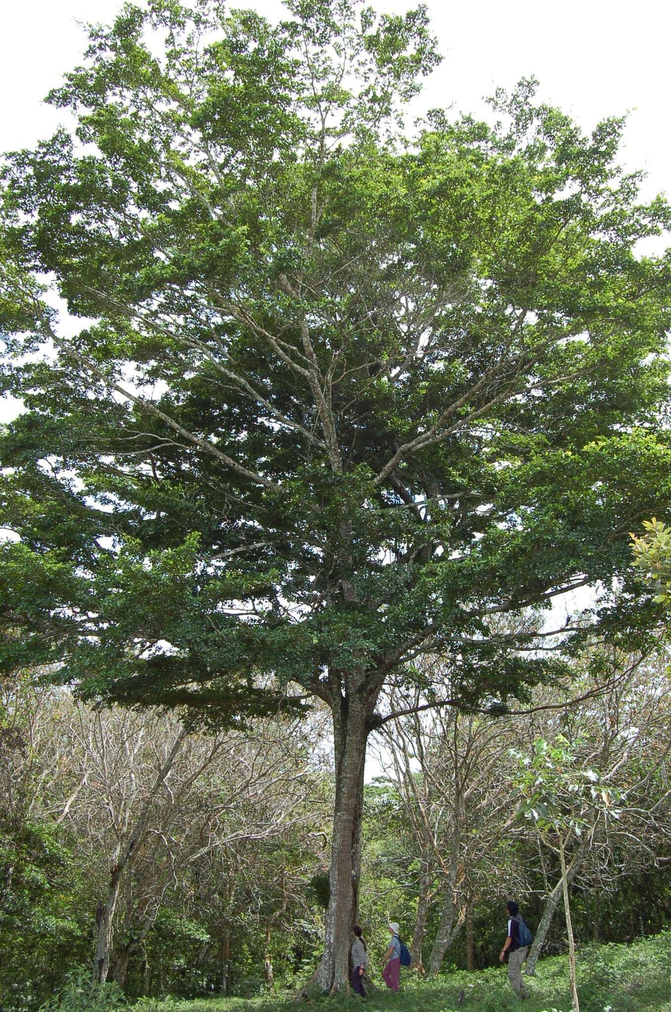 Image de Terminalia oblonga (Ruiz & Pav.) Steud.