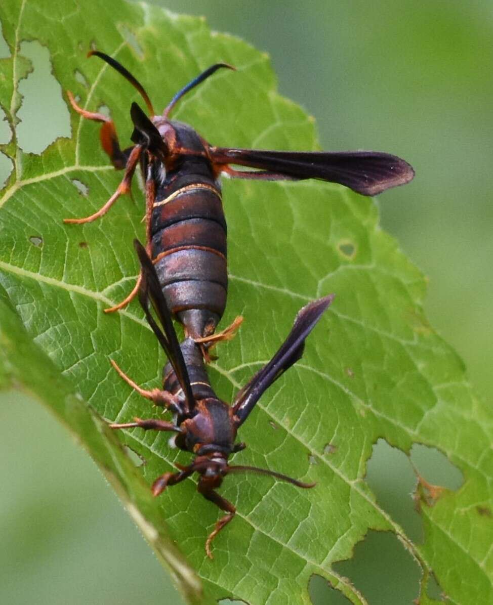 Слика од Vitacea scepsiformis (Edwards 1881)