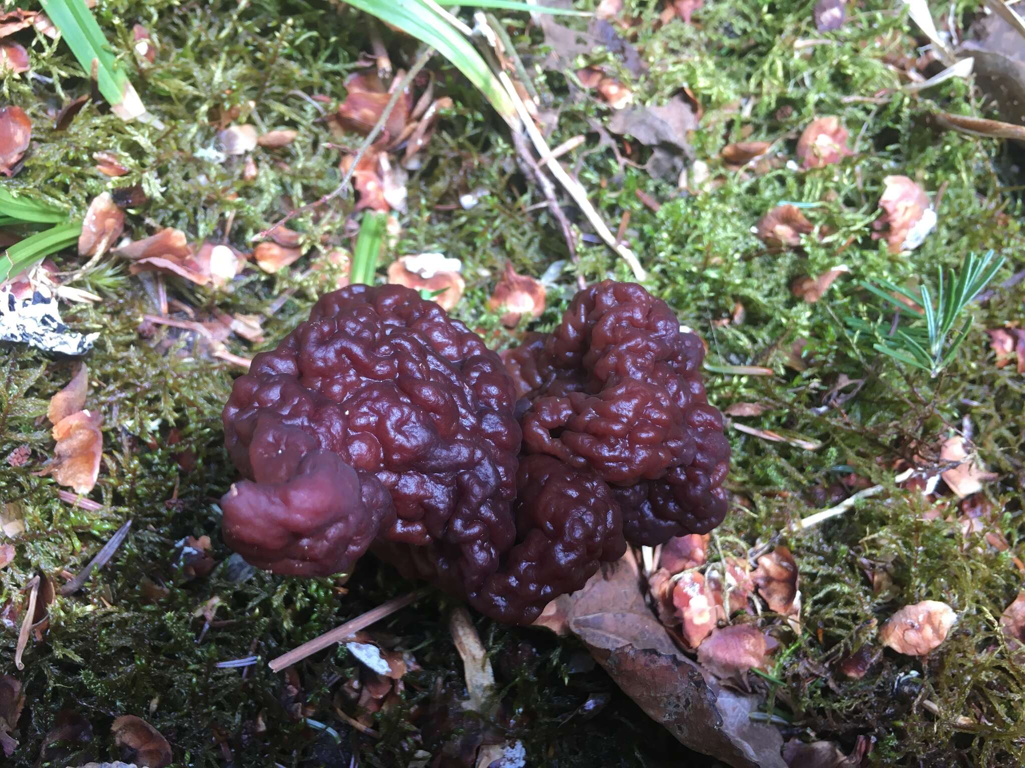 Imagem de Gyromitra esculenta (Pers.) Fr. 1849