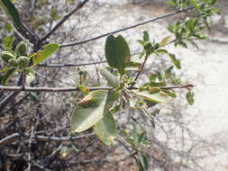 Imagem de Maerua angolensis DC.