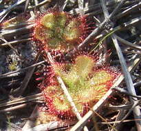 Image of Drosera burmanni