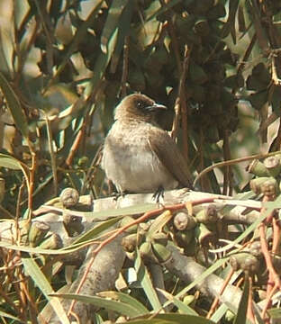 Image of Common Bulbul